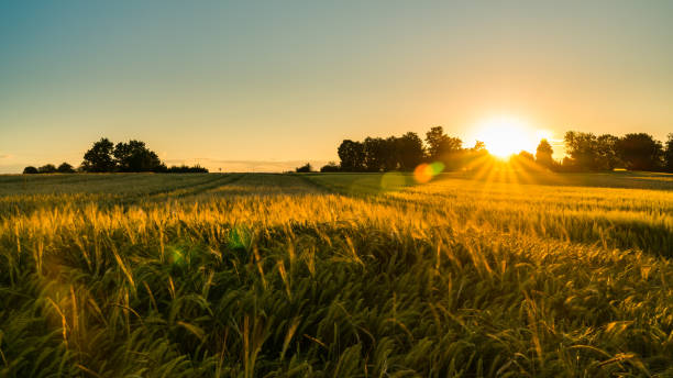 Addressing Nitrogen Emissions in the Netherlands: Challenges and Policy Alternatives <style> #tc-link a {     color: white;     font-size: 11px;     text-decoration: none;     font-style: normal; }  #tc-link a:hover {     color: #B3E7E9;     font-style: italic; } </style>  <div id="tc-link"><a href="https://envision.foundation/wyoming-stable/">READ MORE</a></div>